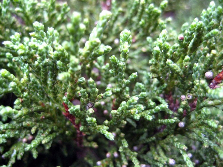 JUNIPERUS SABINA TAMARISCIFOLIA