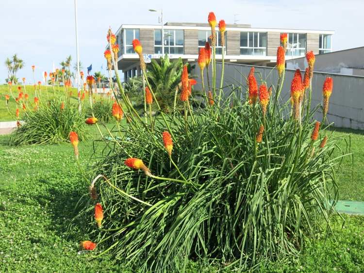 KNIPHOFIA UVARIA GRANDIFLORA