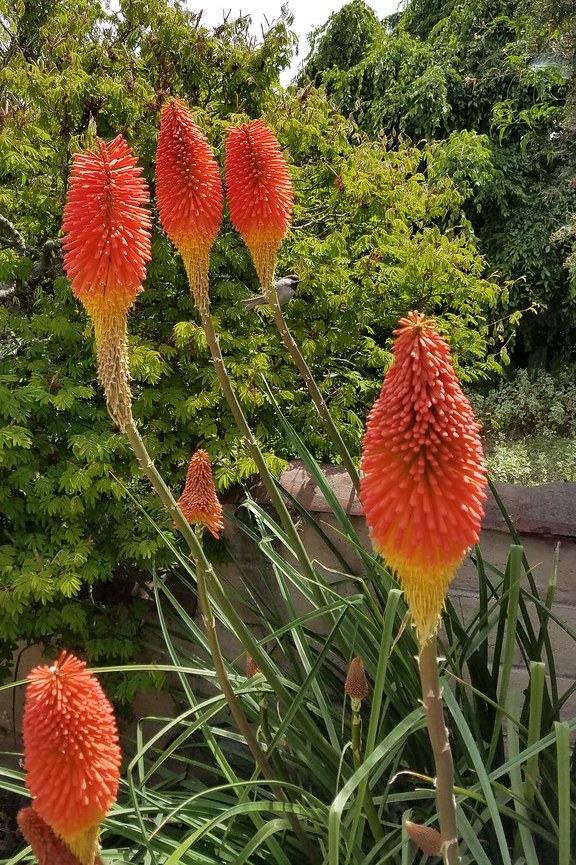 KNIPHOFIA UVARIA GRANDIFLORA