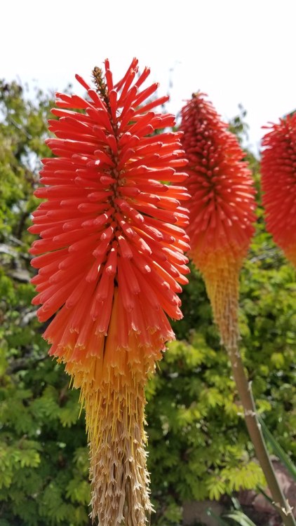 KNIPHOFIA UVARIA GRANDIFLORA