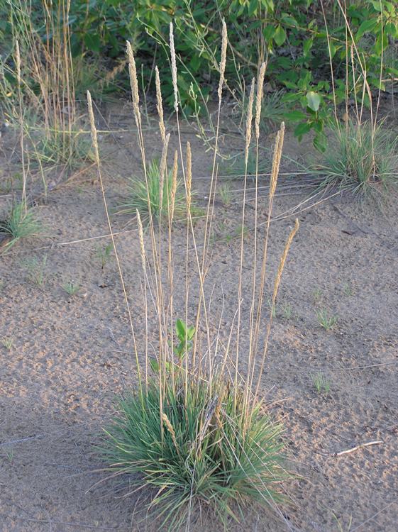 KOELERIA GLAUCA