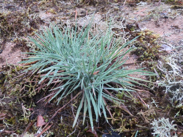 KOELERIA GLAUCA