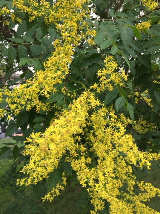 KOELREUTERIA PANICULATA FASTIGIATA