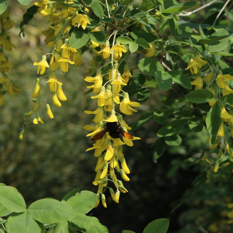 LABURNUM ANAGYROIDES