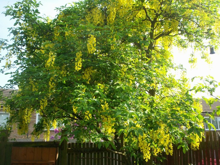 LABURNUM WATERERI WOSSI