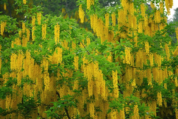 LABURNUM WATERERI WOSSI
