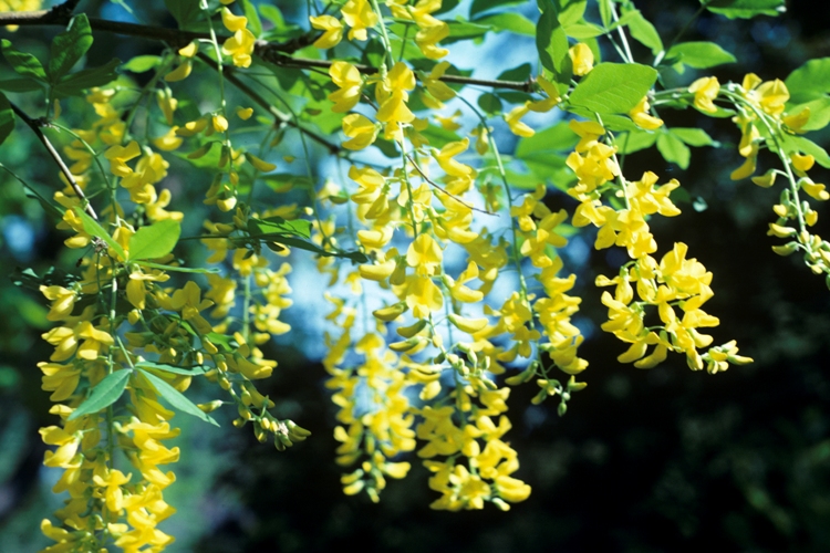 LABURNUM WATERERI WOSSI