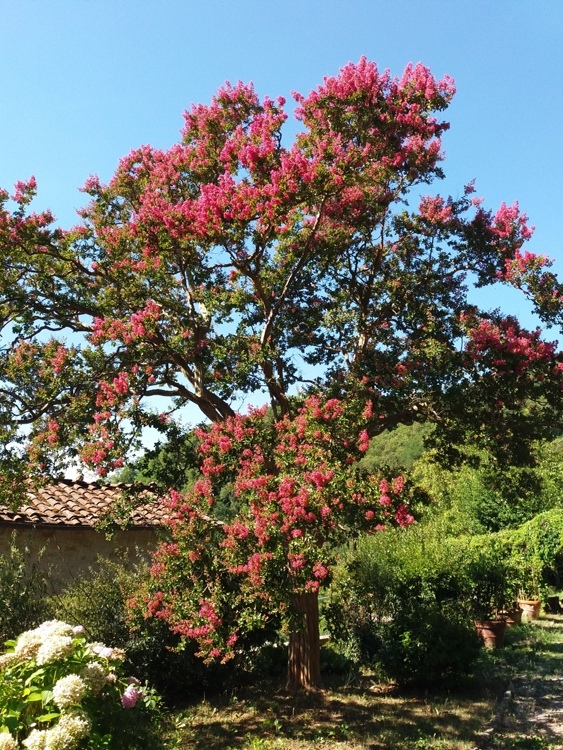 LAGERSTROEMIA INDICA IN VARIETA'