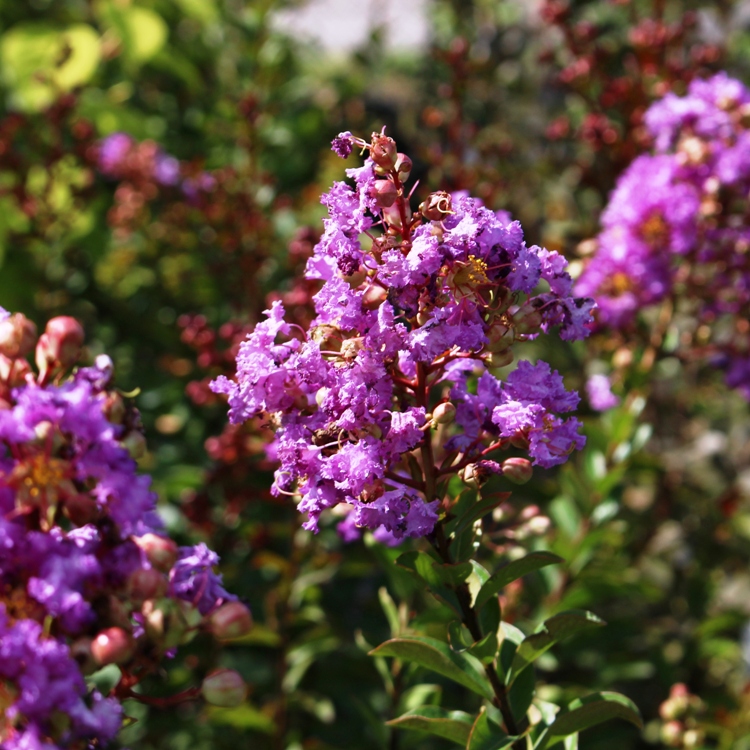 LAGERSTROEMIA INDICA IN VARIETA'