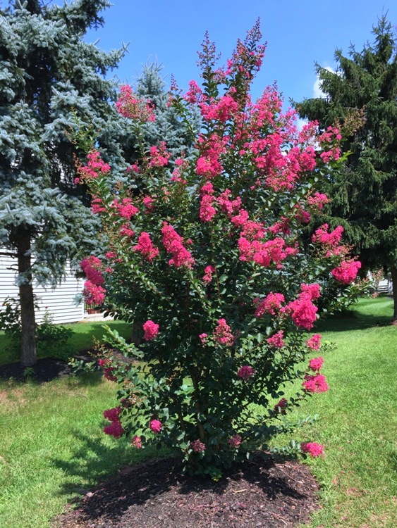 LAGERSTROEMIA INDICA NANA
