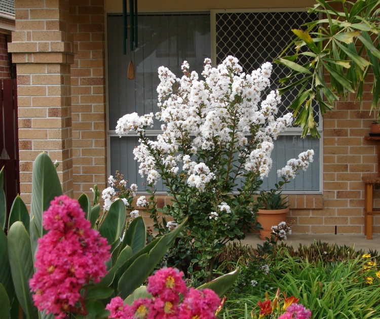 LAGERSTROEMIA INDICA NANA