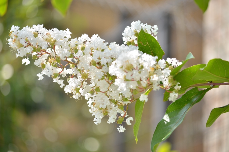 LAGERSTROEMIA INDICA NIVEA