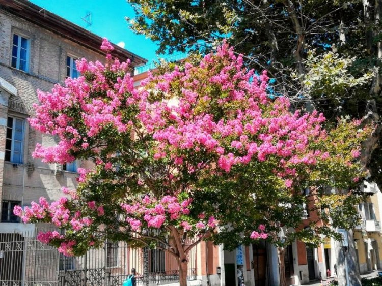 LAGERSTROEMIA INDICA ROSEA NOVA