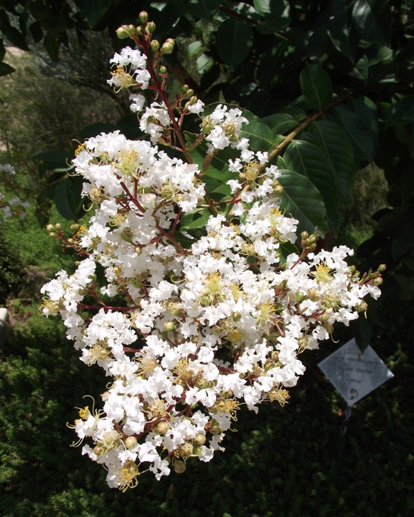 LAGERSTROEMIA INDICA X L.FAURIEI NATCHEZ