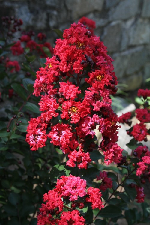 LAGERSTROEMIA INDICA DYNAMITE ALBERETTO