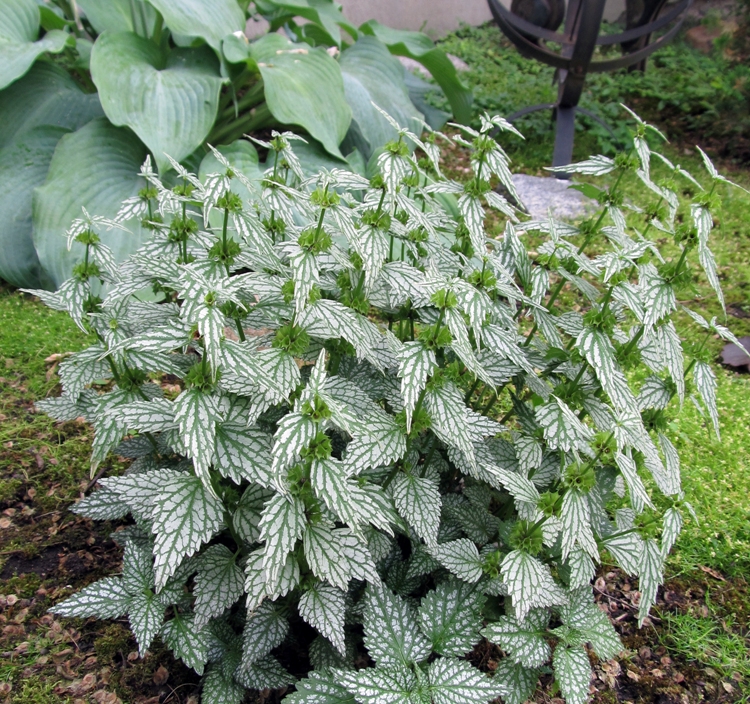 LAMIASTRUM GALEOBDOLON SILBERTEPPICH