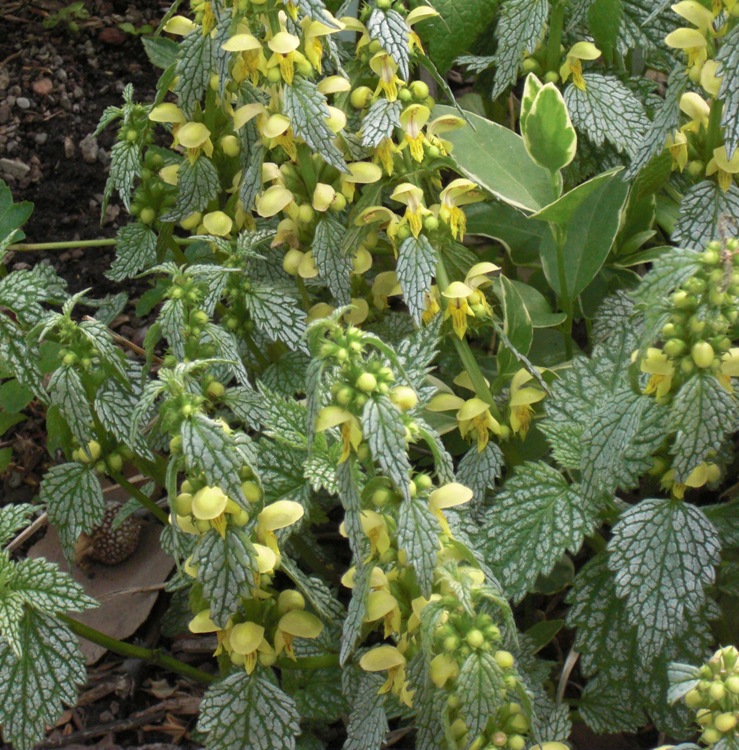 LAMIASTRUM GALEOBDOLON SILBERTEPPICH