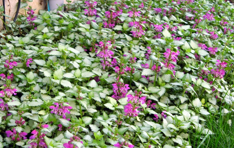 LAMIUM MACULATUM BEACON SILVER