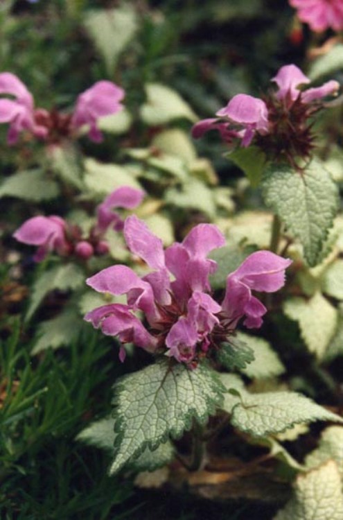 LAMIUM MACULATUM BEACON SILVER