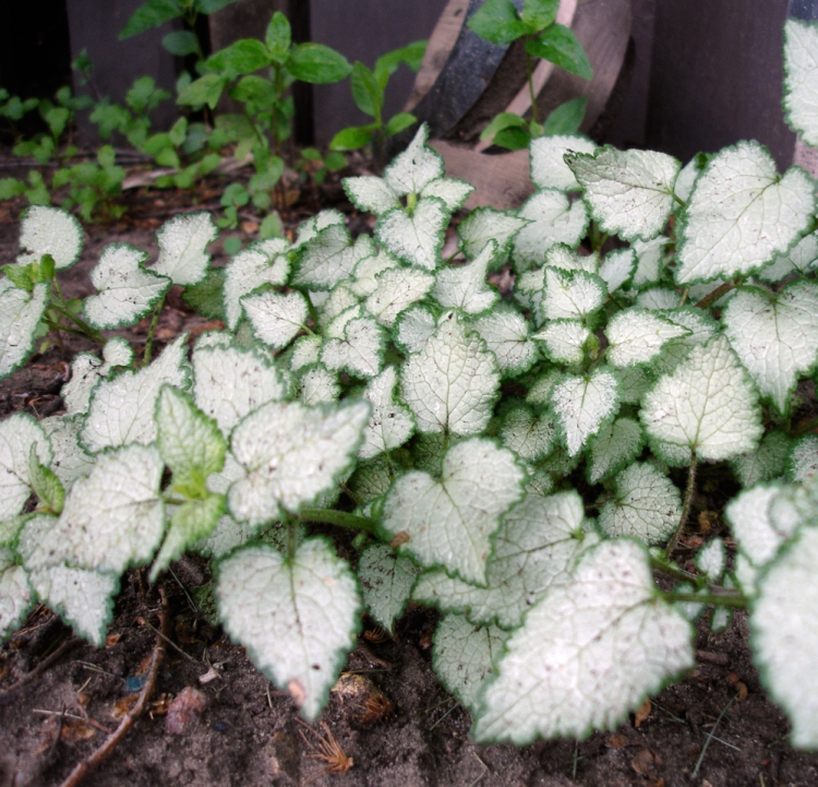 LAMIUM MACULATUM BEACON SILVER
