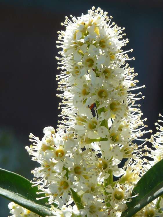 PRUNUS LAUROCERASUS ROTUNDIFOLIA - LAURO