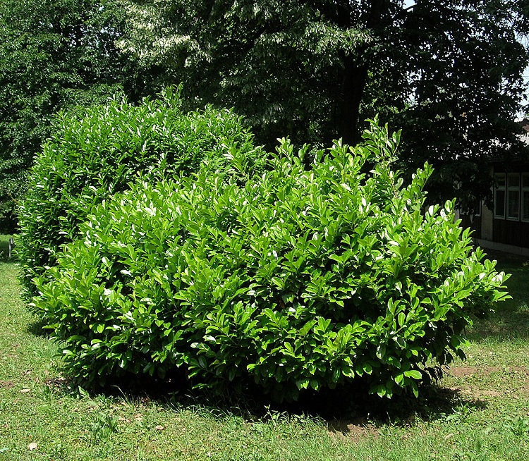 PRUNUS LAUROCERASUS ETNA