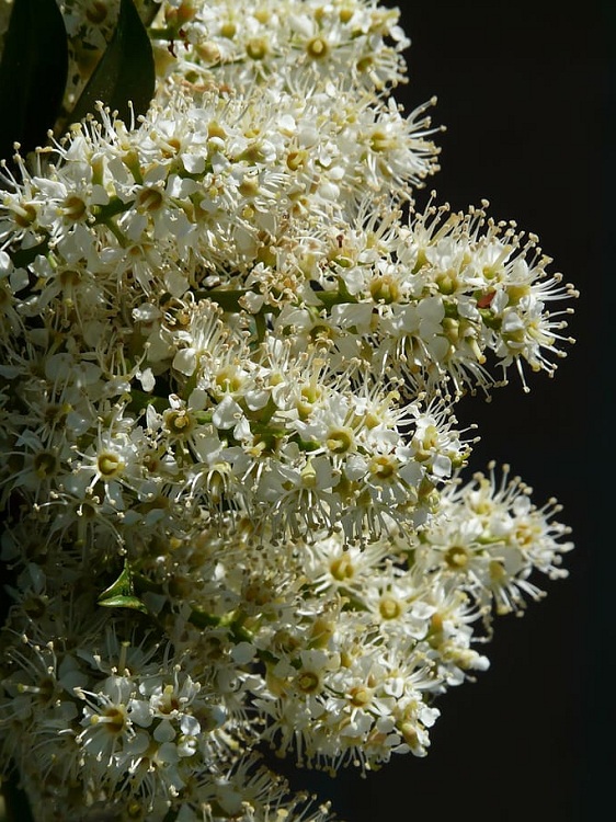 PRUNUS LAUROCERASUS ETNA