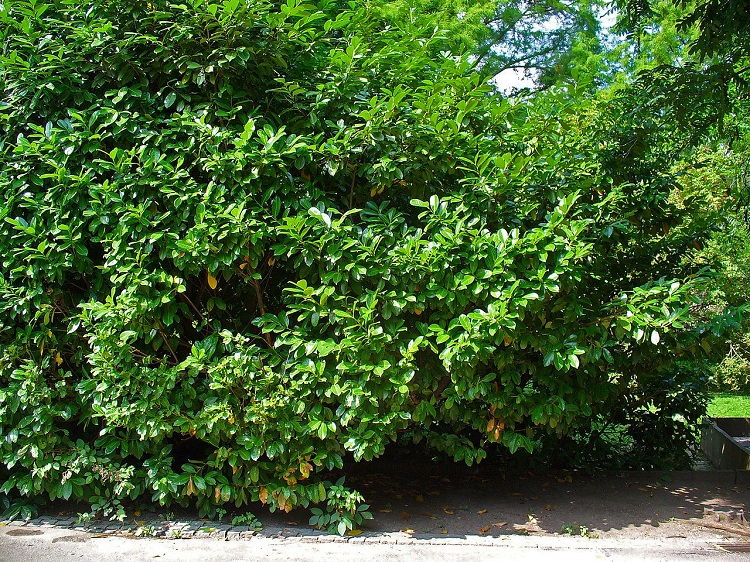 PRUNUS LAUROCERASUS NOVITA - LAURO