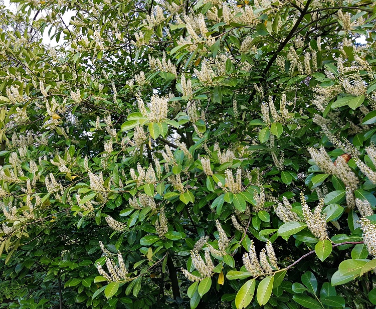 PRUNUS LAUROCERASUS NOVITA - LAURO