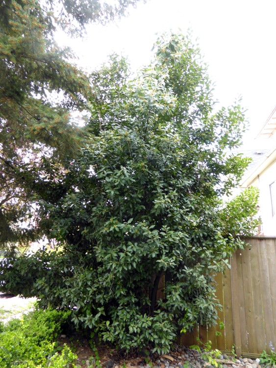LAURUS NOBILIS - ALLORO