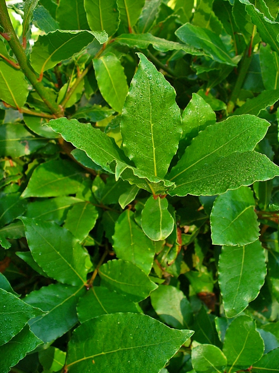 LAURUS NOBILIS - ALLORO