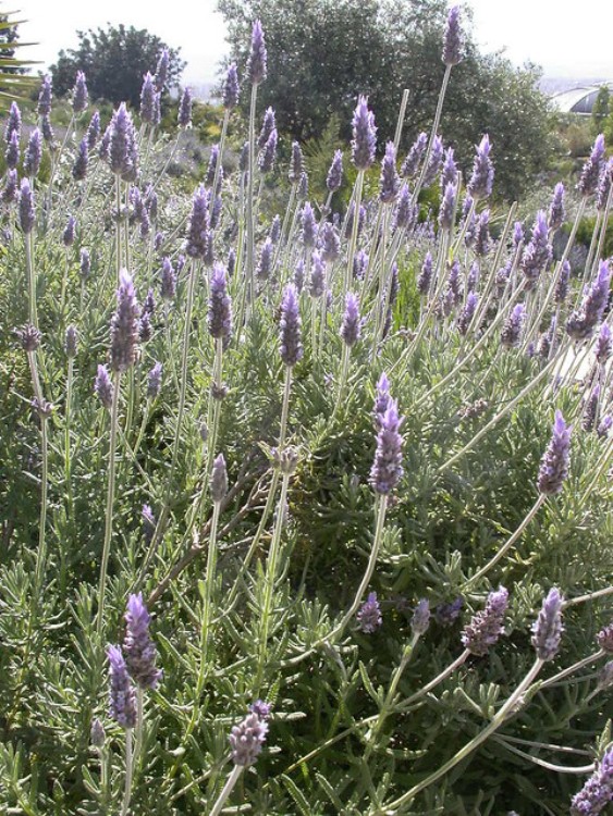 LAVANDULA ANGUSTIFOLIA