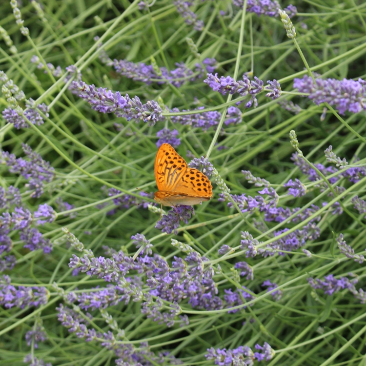 LAVANDULA ANGUSTIFOLIA