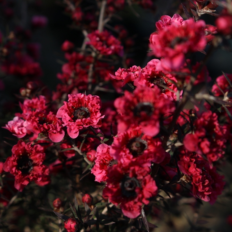 LEPTOSPERMUM SCOPARIUM-PIANTA DI MANUKA