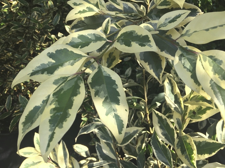 LIGUSTRUM JAP.EXC.SUPERBUM