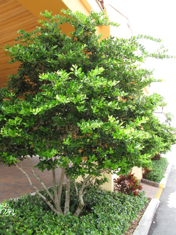 LIGUSTRUM JAPONICUM
