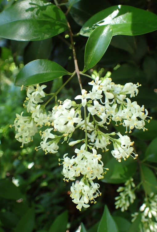 LIGUSTRUM JAPONICUM