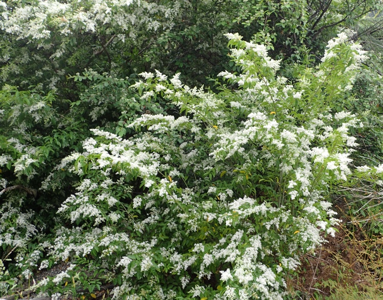 LIGUSTRUM SINENSIS