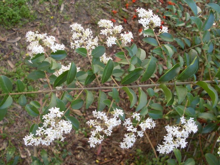 LIGUSTRUM SINENSIS