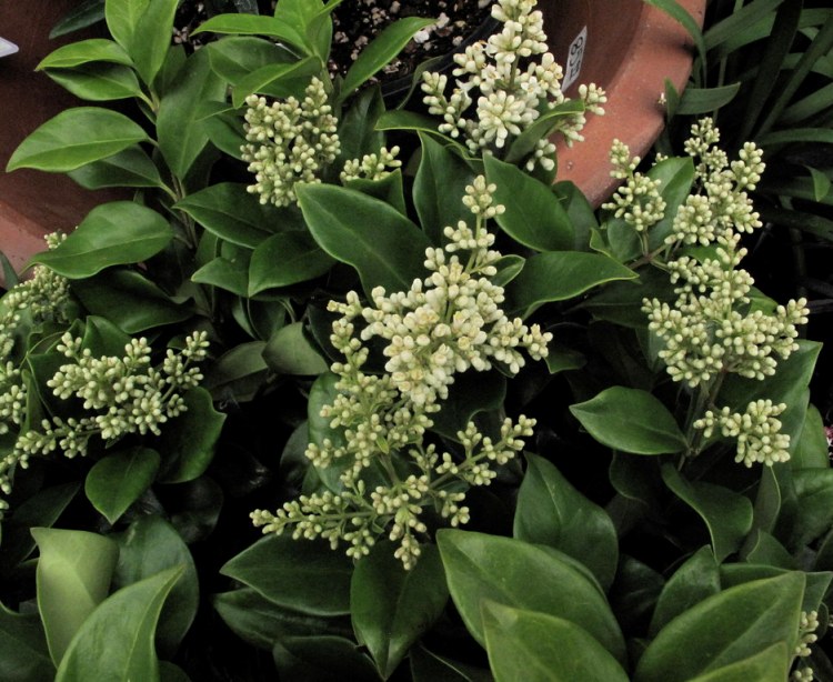 LIGUSTRUM JAPONICUM TEXANUM
