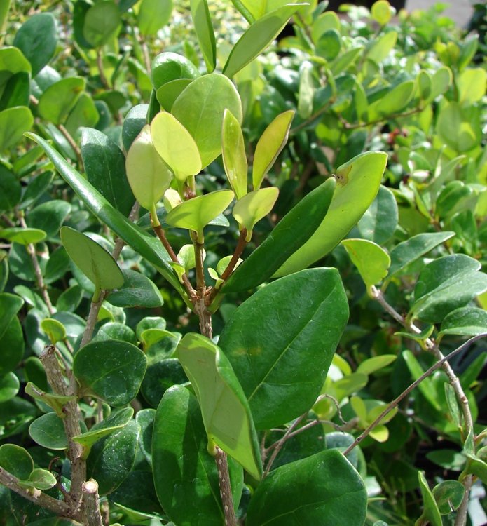 LIGUSTRUM JAPONICUM TEXANUM