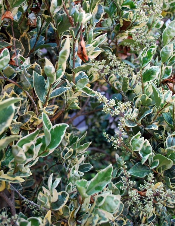 LIGUSTRUM JAPONICUM TEXANUM SILVER STAR