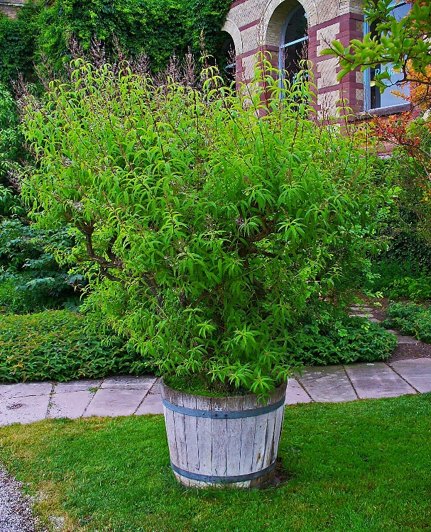 LIPPIA CITRIODORA - LIMONCINO