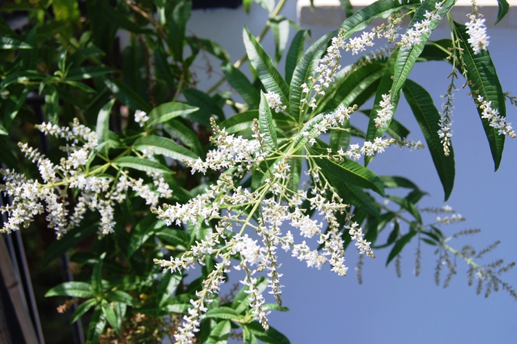 LIPPIA CITRIODORA - LIMONCINO