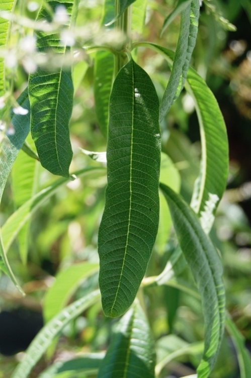 LIPPIA CITRIODORA - LIMONCINO