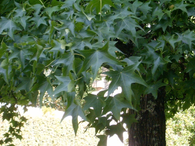 LIQUIDAMBAR STYRACIFLUA