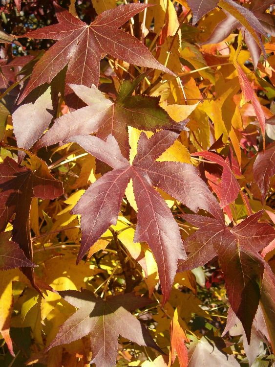 LIQUIDAMBAR STYRACIFLUA