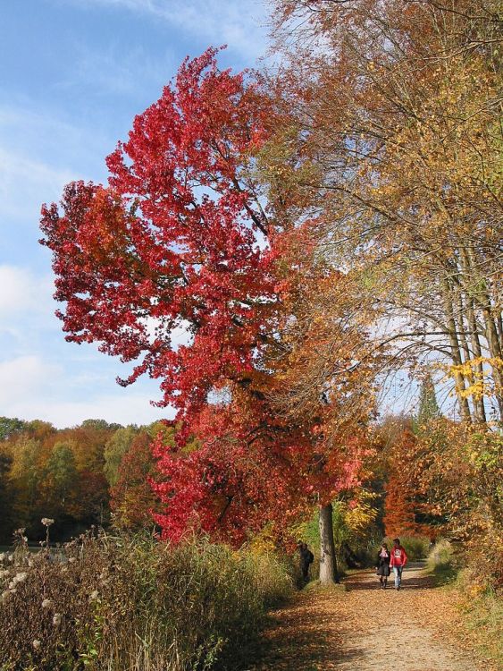 LIQUIDAMBAR STYRACIFLUA RED STAR