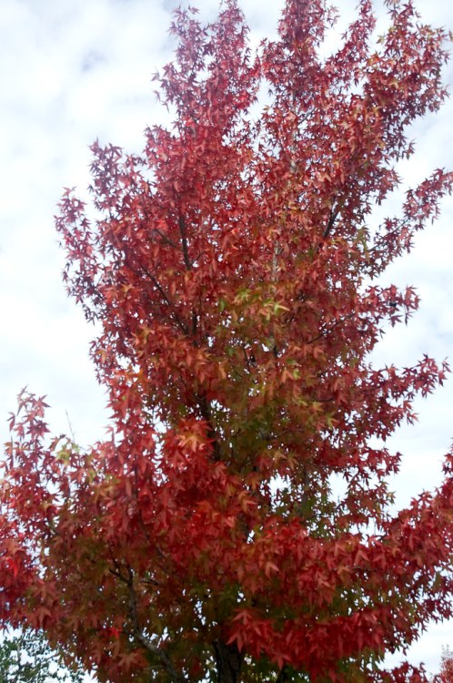 LIQUIDAMBAR STYRACIFLUA RED STAR