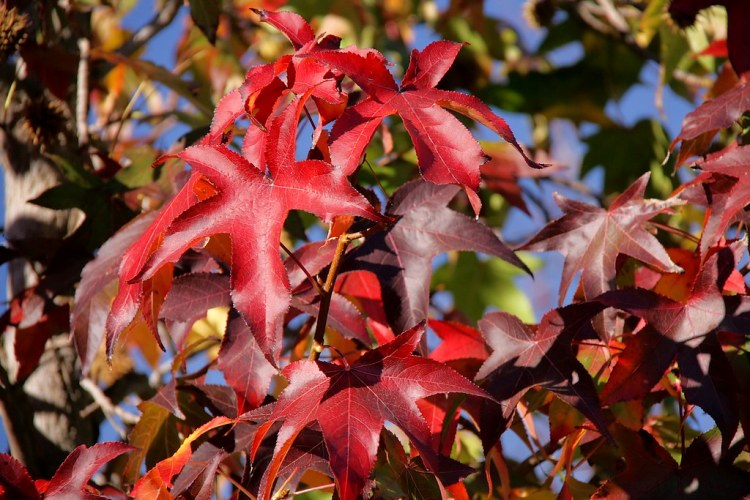 LIQUIDAMBAR STYRACIFLUA RED STAR